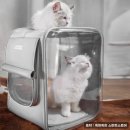 네모강아지 이미지