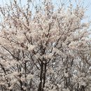 휘영청전통차