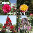 가수마을복지회관 | 2025 곡성 세계 장미축제 기본정보 일정 초대가수 (곡성 섬진강 기차마을)