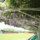 등나무 운동장 이미지