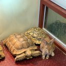 만기목장 | [평창 대관령 토끼의숲] 평창 대관령 아이와 갈만한 동물체험장 토끼의 숲 추천(동물먹이주기체험 가능...