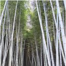 금성휴게소 | 강천산(금성산성주차장~내남문~동문~산성산~북문~형제봉~강천산(왕자봉)~구장군 폭포~강천사~병풍바위...