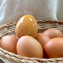 미래팜스 이미지