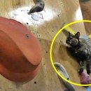 서당체육관 이미지