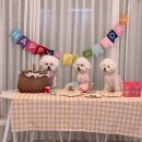 비숑프리제 하랑이 미용 후기 / 이번 미용도 대성공!?