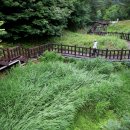 반딧불이 이미지