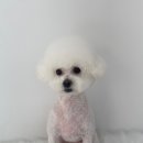 아임댕댕 이미지