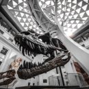 알로사우루스 이미지