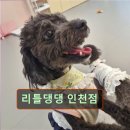 댕댕회관 | 인천 애견카페 강아지 동반 리틀댕댕 인천점 리틀댕댕 인천점, 강아지와 함께하기 좋은 곳