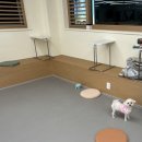 댕린이 보호구역 이미지