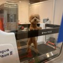 위아더 휘트니스 | 12살 망고와 함께한 위아 반려문화공간 수중재활운동 체험 후기