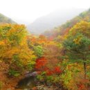 제39회 지리산 뱀사골 단풍축제 이미지