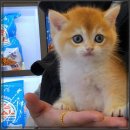 울림 반려견 교육센터 이미지