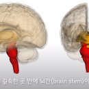 아세틸콜린 이미지