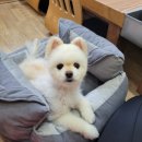 우진흑염소