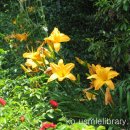 기초생활영어(초급) 이미지