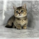 도그마루 고양이 강아지 무료분양 이미지