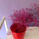 베조아니 이미지