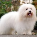 꼬동이네 이미지