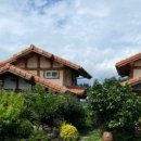 동화나라 애견 이미지