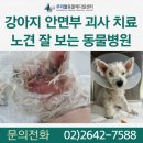잘보는한방병원 | 노견 안면부 피부괴사 치료 후기, 노견 잘 보는 동물병원