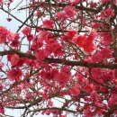 고성초등학교 이미지