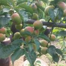 토실토실 2농장 이미지