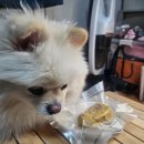 멍 레스트 수제간식 | 루이 솔직후기 | 유니노스 너한개나한개 멍치킨 강아지수제간식 급여후기