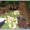 정가네김치 이미지