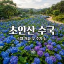 동산자동차정비 | 초안산 수국동산 개화시기 주차 팁 6월 서울 수국 명소 총정리