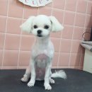 남영복사 이미지