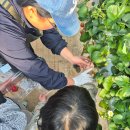 대내안씨농장 | 인천 딸기농장 체험 아이랑 가볼만한곳 주말 나들이 추천🍓