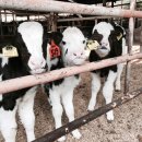 연암목장 이미지