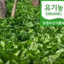 송이농장 | 6시내고향 청산에살리라 영양 송이버섯 어수리 농장 주문처 알아보기