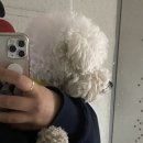 개등드리# 이미지