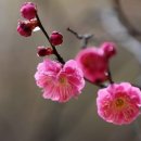 그래도 꽃 이미지