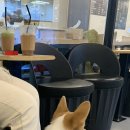 멍멍으르렁컹컹 부대찌개 이미지