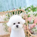 견공작소 이미지