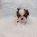 이소퍼피-별내점 이미지