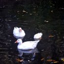 티스테이션 다산점 | 전남축제 목포 가을 여행 무안 아우룸 황칠 페스티벌