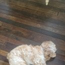 카페 마리 이미지