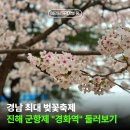 경화역 | "이번 주말이 마지막" 진해 군항제 경화역 벚꽃축제 후기