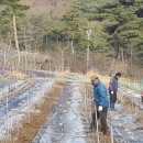 중인농장 Daum카페