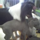 에스티나 이미지