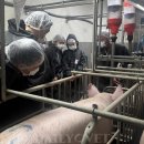 서울수의약품(주) 데일리벳