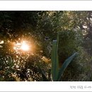 해뜨는 숲속 이미지