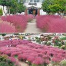 하평농장 | 강원도 핑크뮬리 명소 강릉 호린파크 핑크뮬리 축제