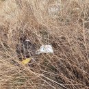 비지1리 이미지