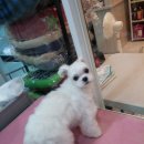 오렌지독하우스 이미지