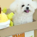 펫이좋아 이미지